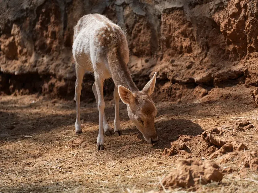 8. Sniffing the Ground (Image Credits: Pexels)
