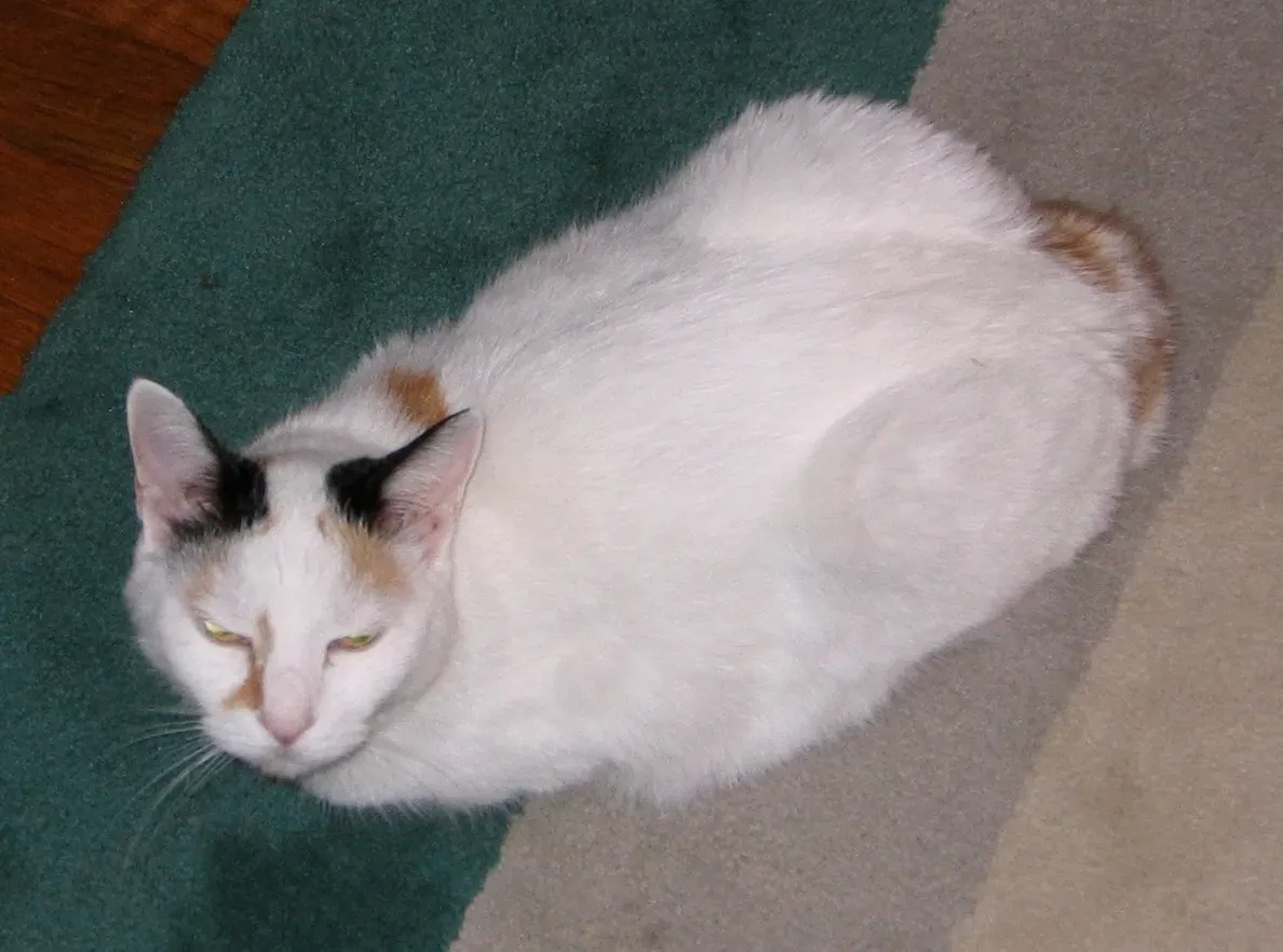 Japanese Bobtail (Image Credits: Wikimedia)