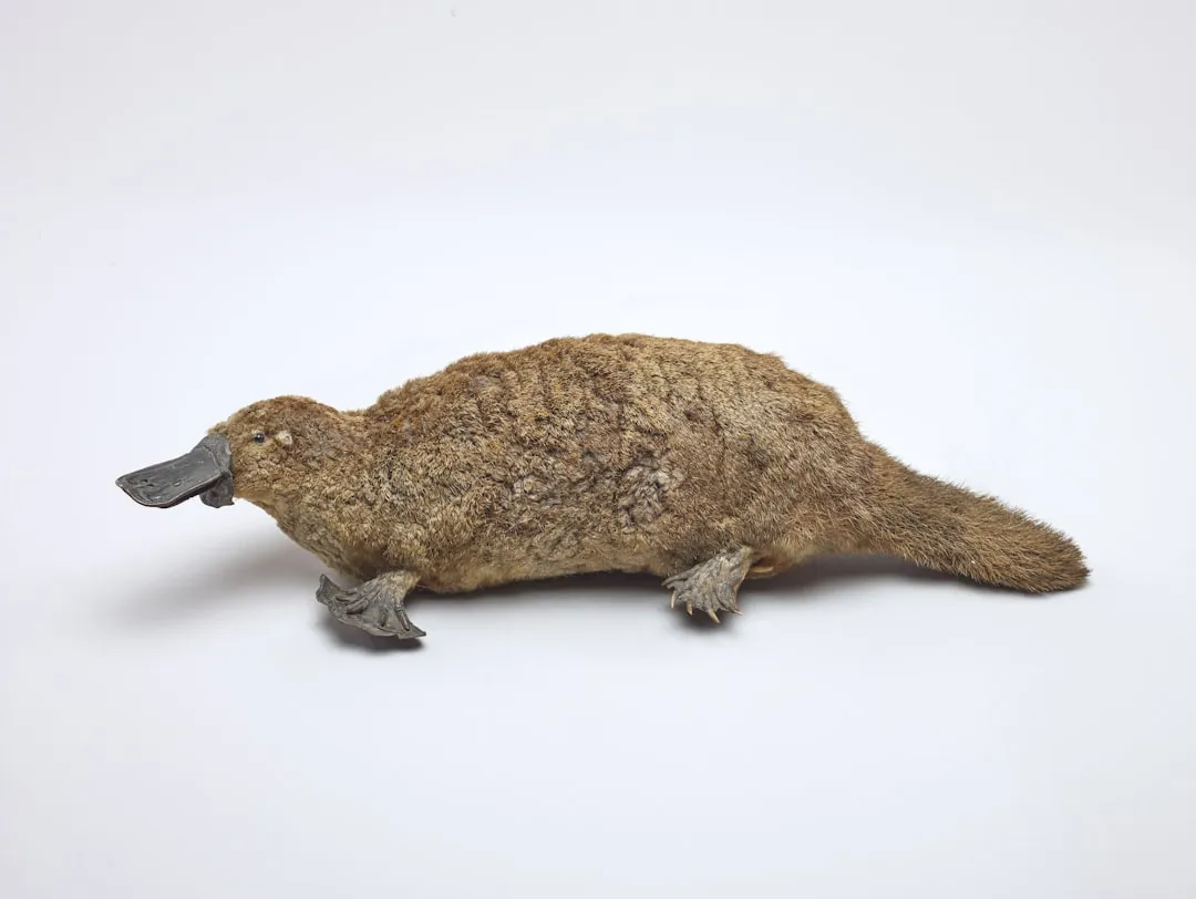 Platypus: Nature's Enigma (Image Credits: Unsplash)