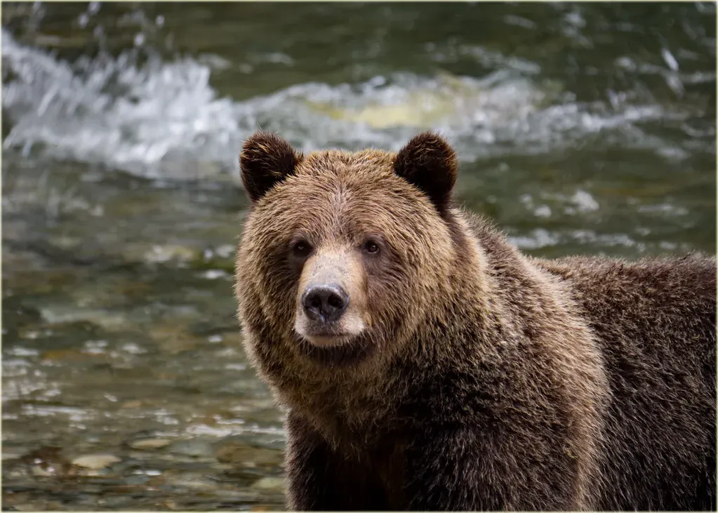 Their Hibernation Is a Medical Marvel That Could Save Human Lives (Image Credits: Flickr)