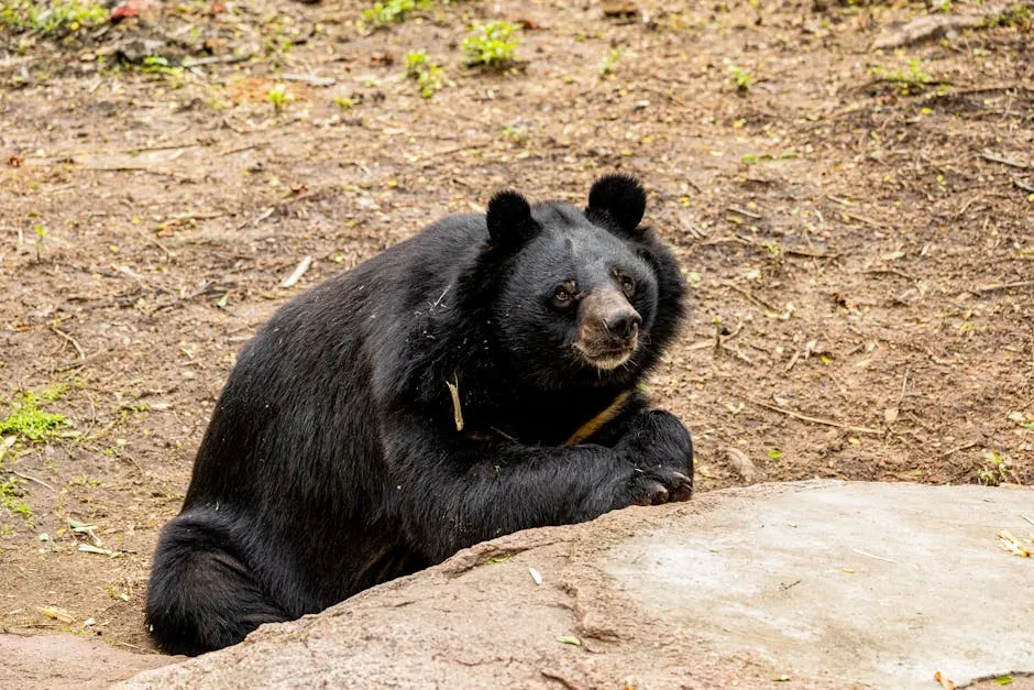 Black Bears Are Smarter Than Most People Realize (Image Credits: Pexels)