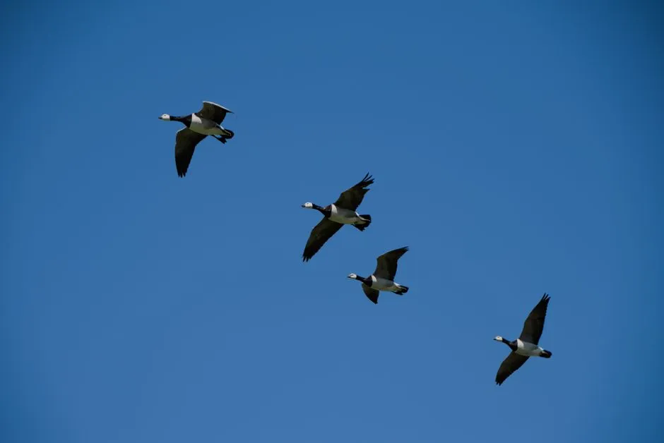 Human Influence: Urbanization and Habitat Loss (Image Credits: Pexels)