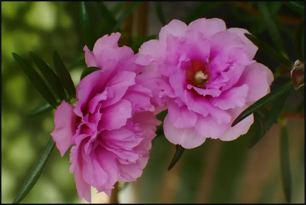 2. Portulaca (Moss Rose) (Image Credits: Rawpixel)