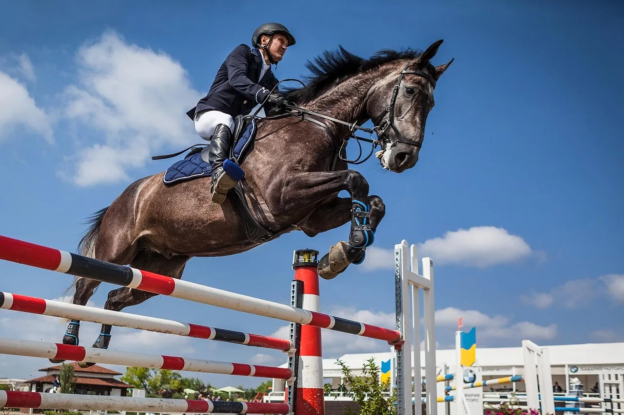 Selle Français: Competition-Focused and Comfortable With Rider Changes (Image Credits: Pixabay)