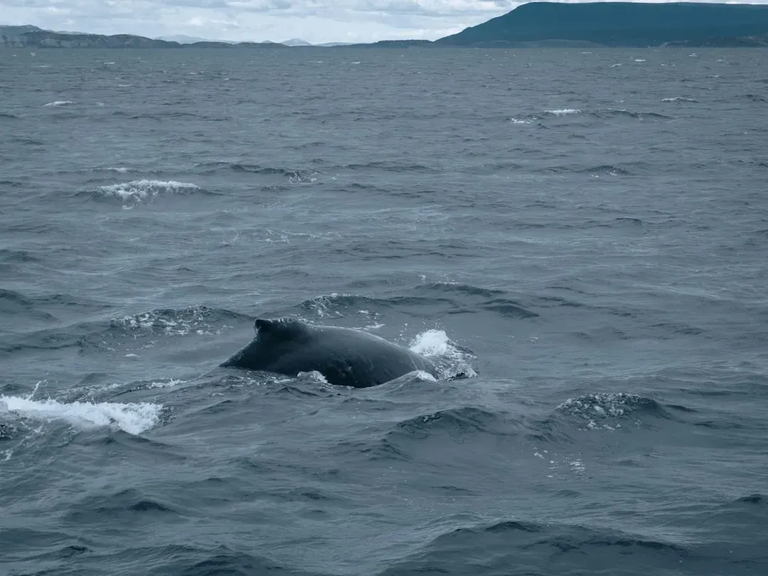 Cancer and the Vaquita (Image Credits: Unsplash)