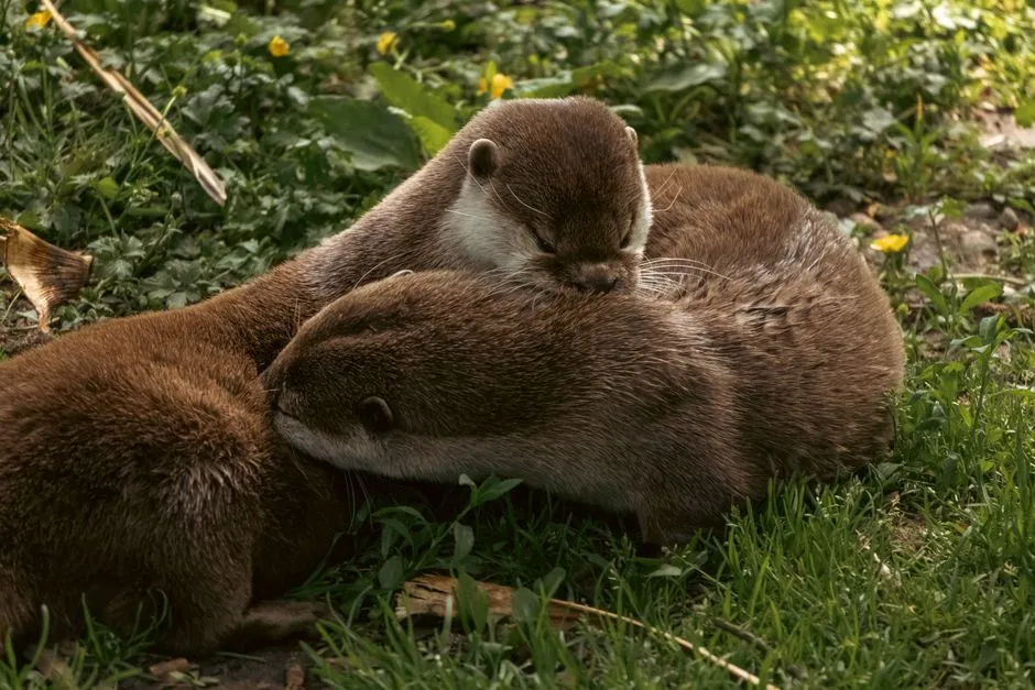 Why Physical Contact Matters for These Marine Mammals (Image Credits: Pexels)