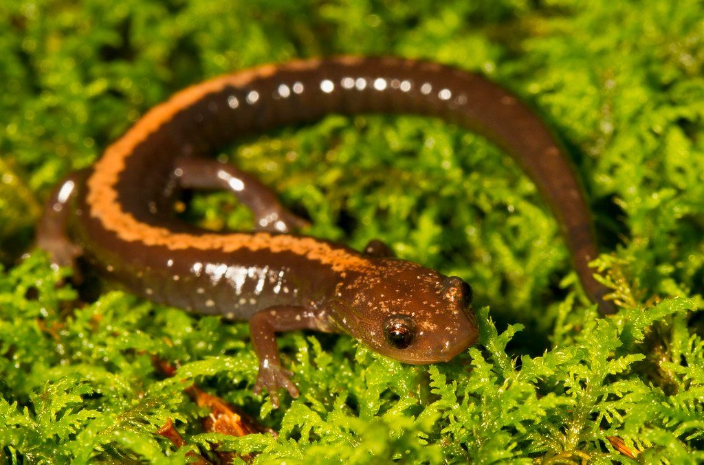 Shenandoah National Park: The Salamander Capital of the East (Image Credits: Flickr)