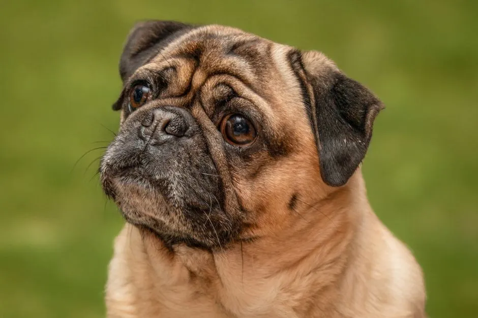 #10 - Sudden Clinginess or "Velcro Dog" Behavior (Image Credits: Pexels)