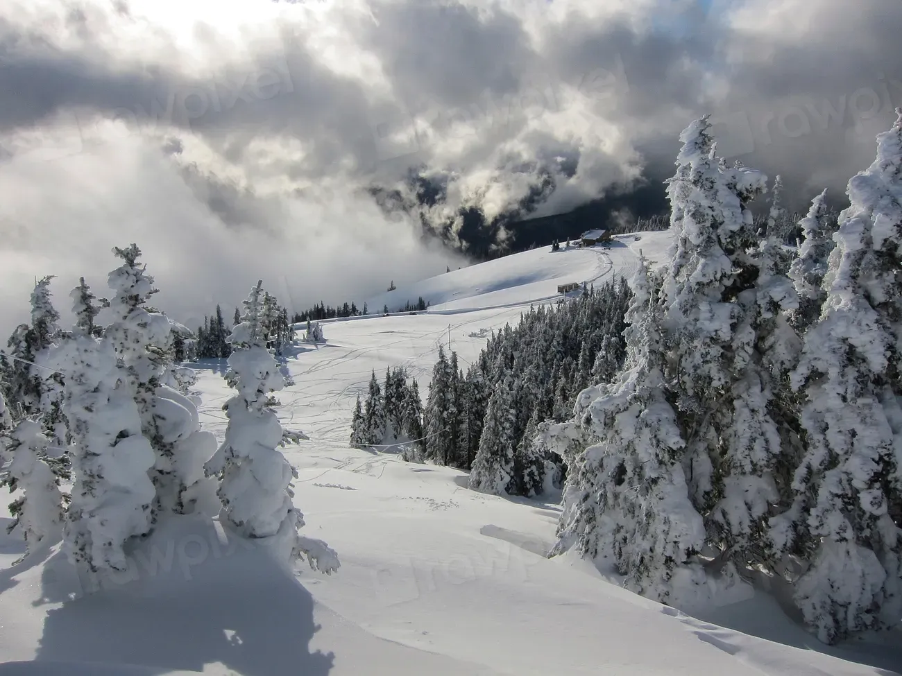 Olympic National Park: Three Ecosystems, One Winter Wonderland (Image Credits: Rawpixel)