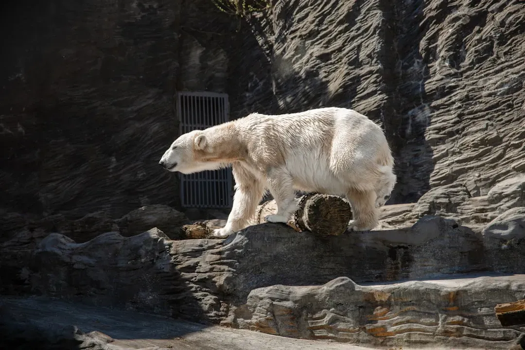 Aries: The Fearless Polar Bear (Image Credits: Unsplash)