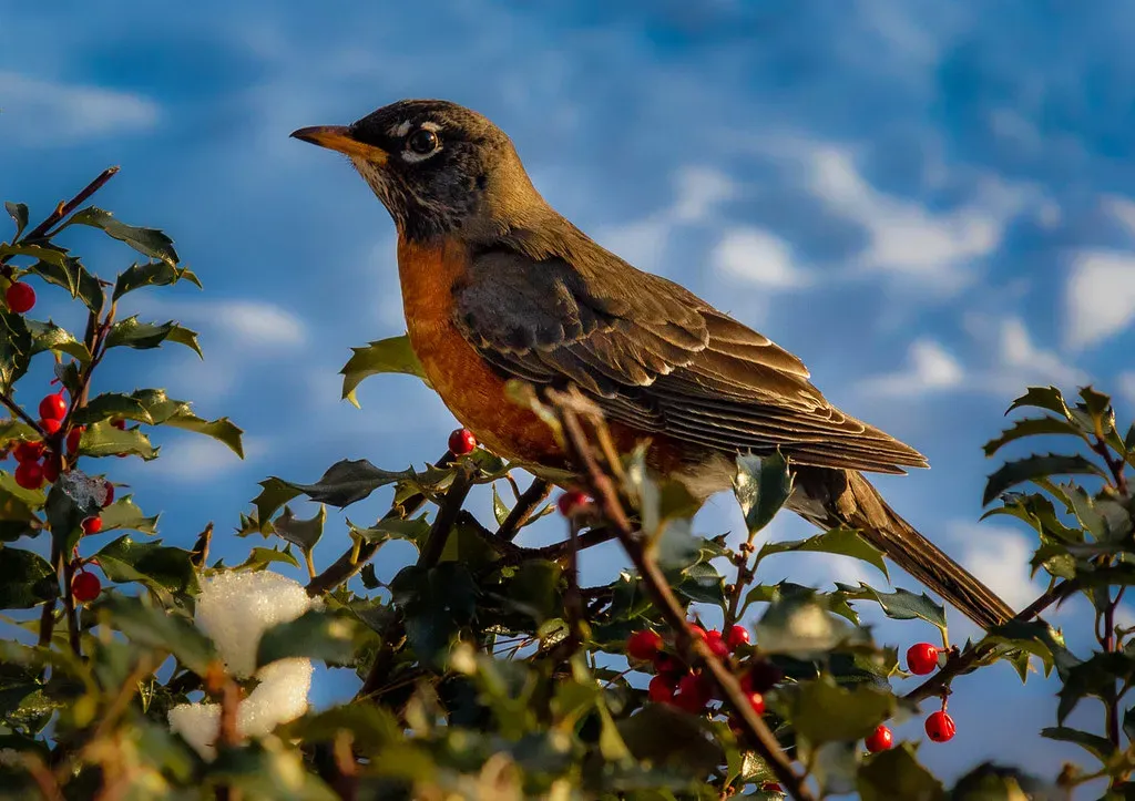 American Robin: The Seasonal Social Butterfly (Image Credits: Flickr)