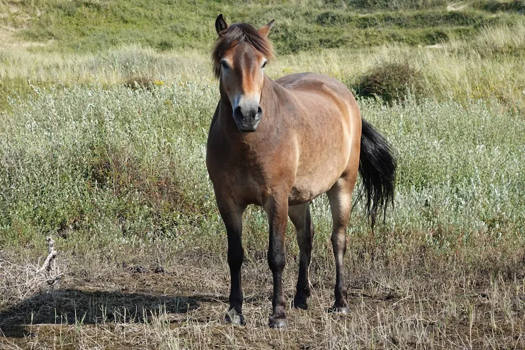 #8 - Mustangs (Image Credits: Unsplash)