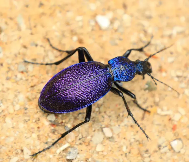 Ground Beetles: The Night Shift Workers (Image Credits: Pexels)