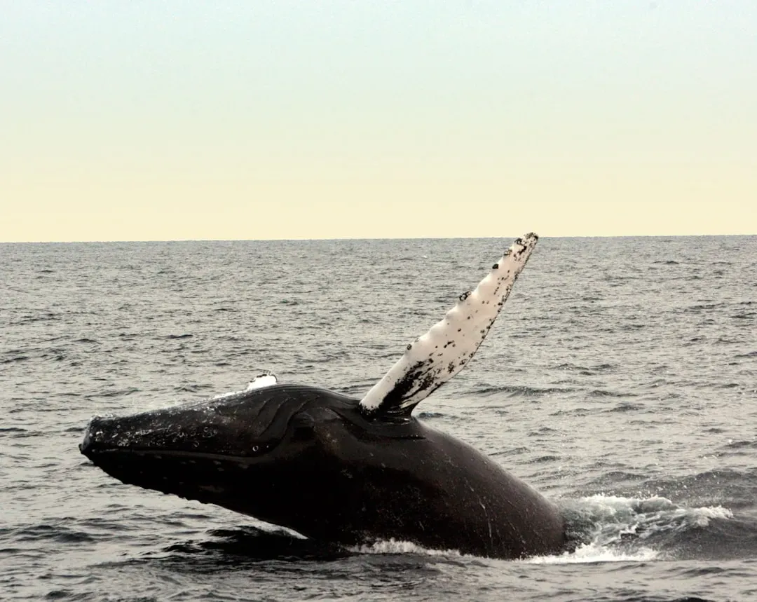 Pisces: The Fish Swims Like The Whale (Image Credits: Unsplash)
