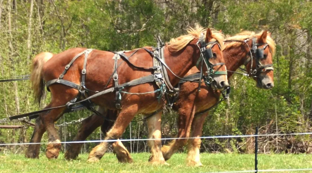 #10 – Percheron: The "Hardy Draft" That Still Has Expensive Habits (Image Credits: Unsplash)
