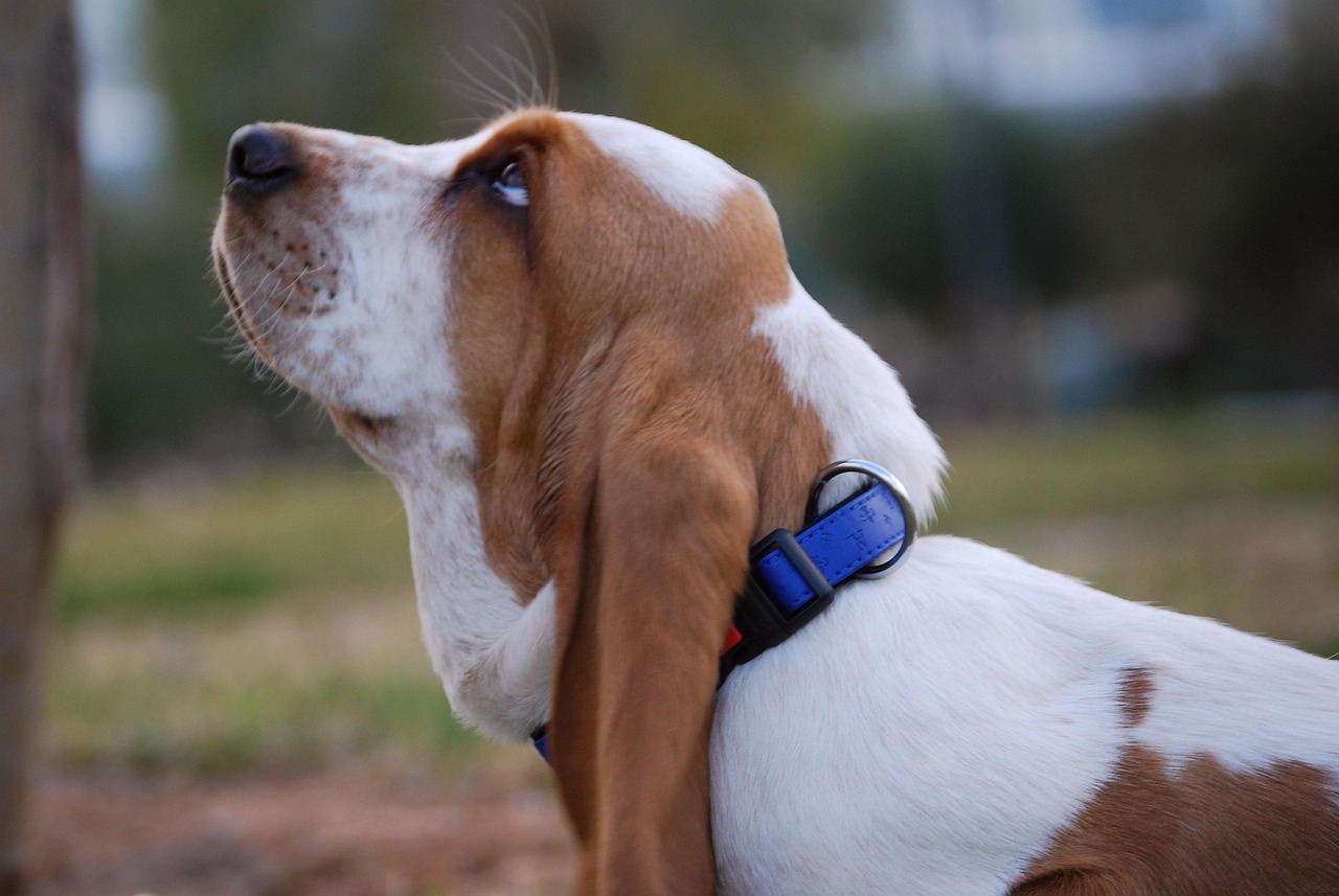 #9 Basset Hound (Image Credits: Pixabay)