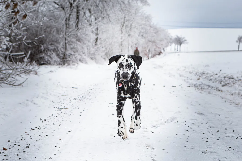 #8 - Dalmatian: High-Energy Sprinter with a Sensitive Streak (blumenbiene, Flickr, CC BY 2.0)