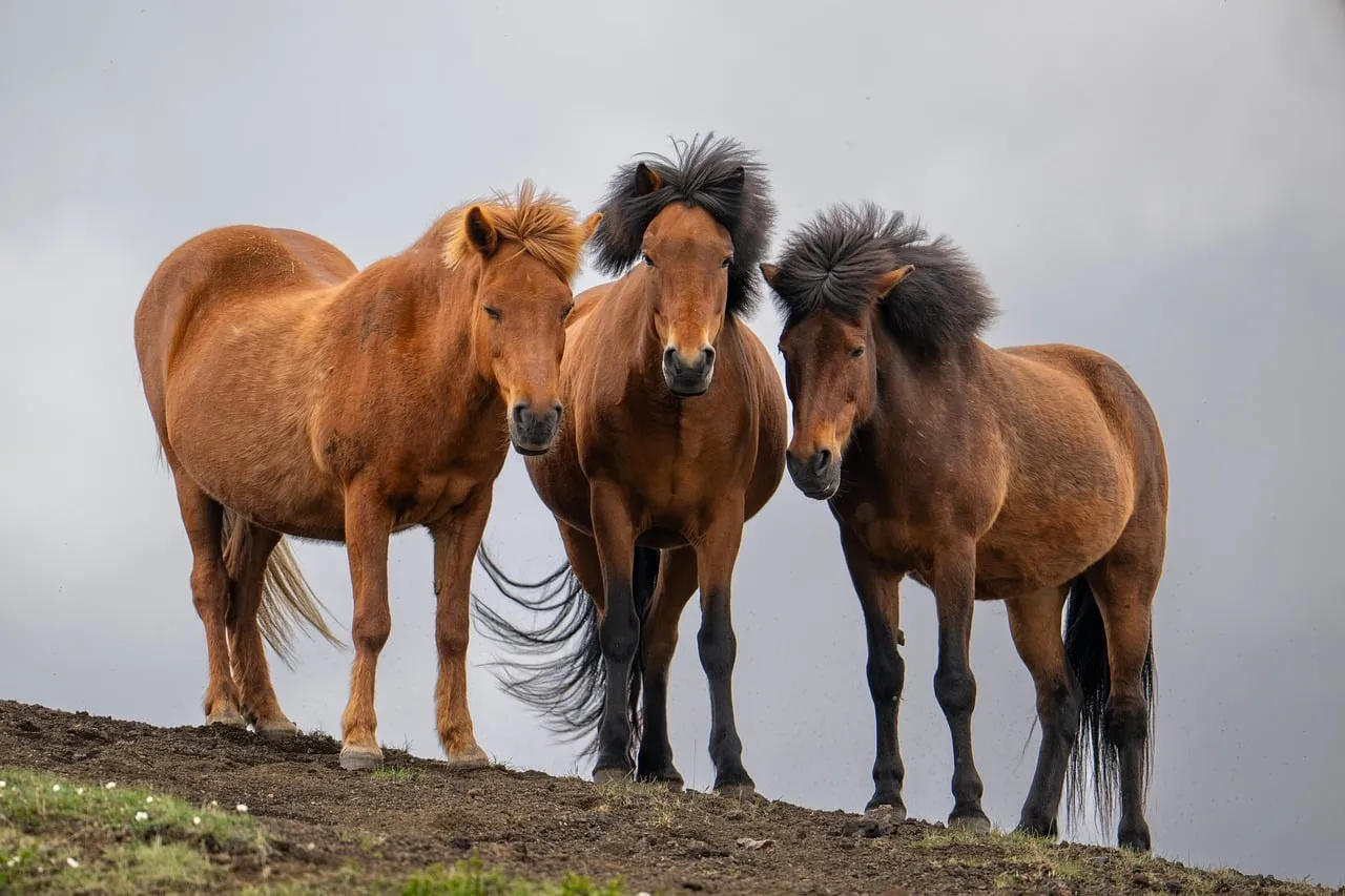 #32 - Icelandic Horse: The Shockingly Safe Powerhouse (Image Credits: Pixabay)