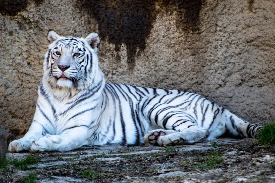 #5. Leo (July 23 – August 22): The White Bengal Tiger (Image Credits: Unsplash)