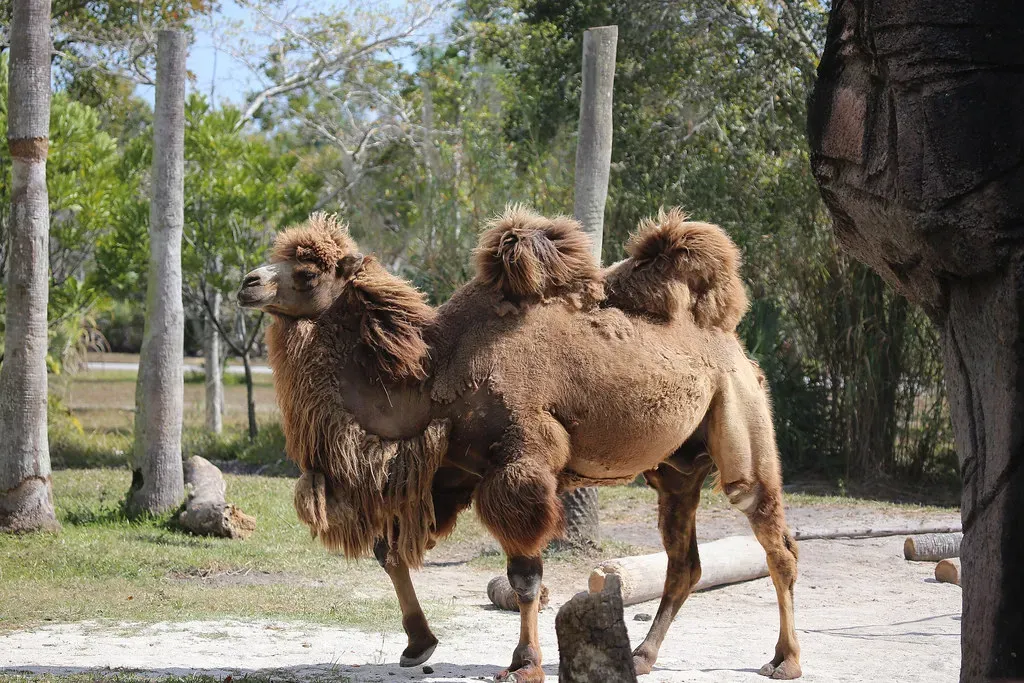 Bactrian Camels: Desert Endurance Champions (Image Credits: Flickr)