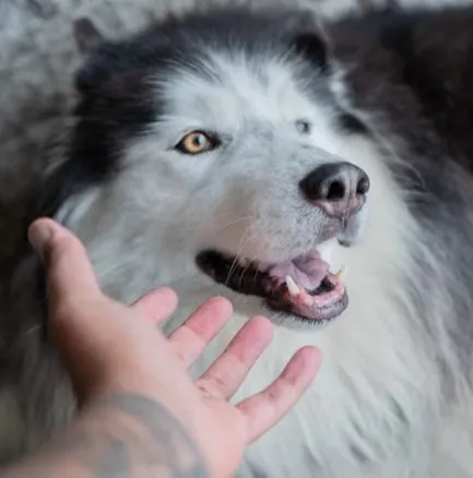 #2 - The Touch Reaction: What a Single Flinch Reveals (Image Credits: Pexels)