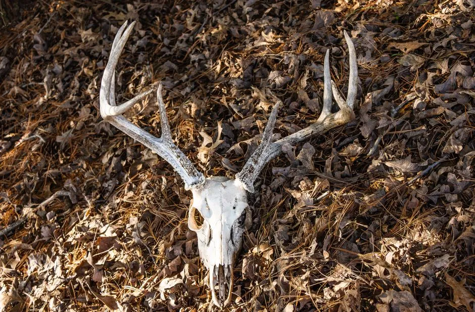 Human Disturbance and Hunting Pressure (Image Credits: Pexels)