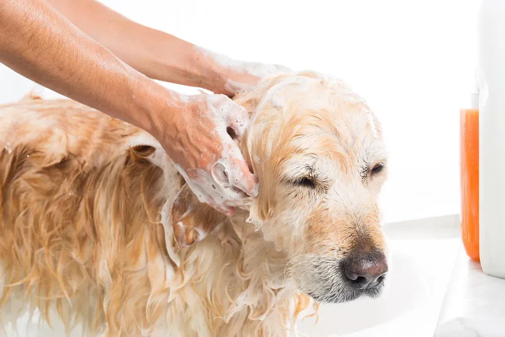 Bathroom Visits as a Window into Canine Thinking (aqua.mech, Flickr, CC BY 2.0)