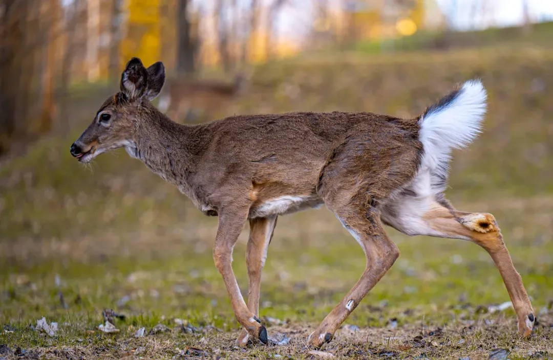6. Stomping Their Hooves (Image Credits: Unsplash)