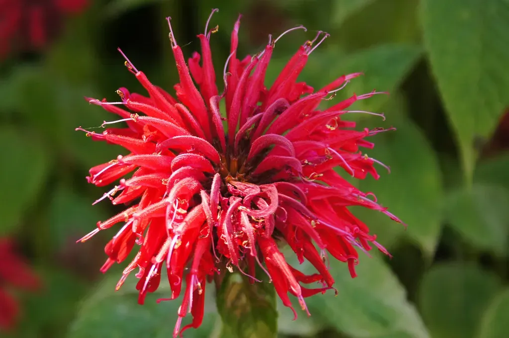 2. Bee Balm: Vibrant Nectar Powerhouse (richhubbard, Flickr, CC BY 2.0)