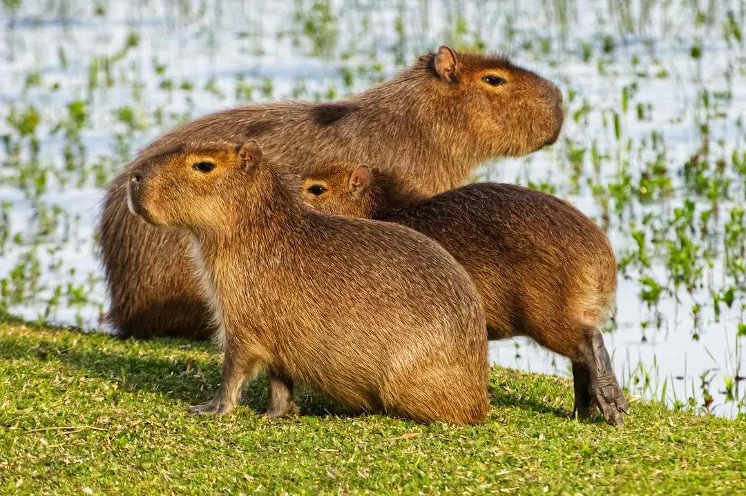 The Capybara (Image Credits: Unsplash)