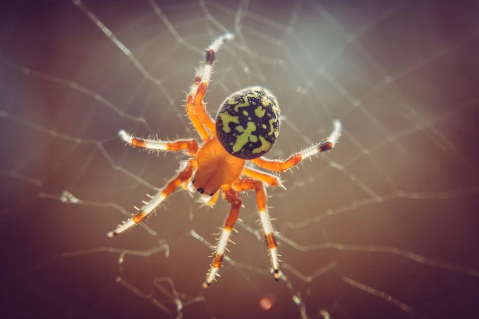 1. West Africa: Anansi the Trickster Is Watching Your Doorway (Image Credits: Pexels)