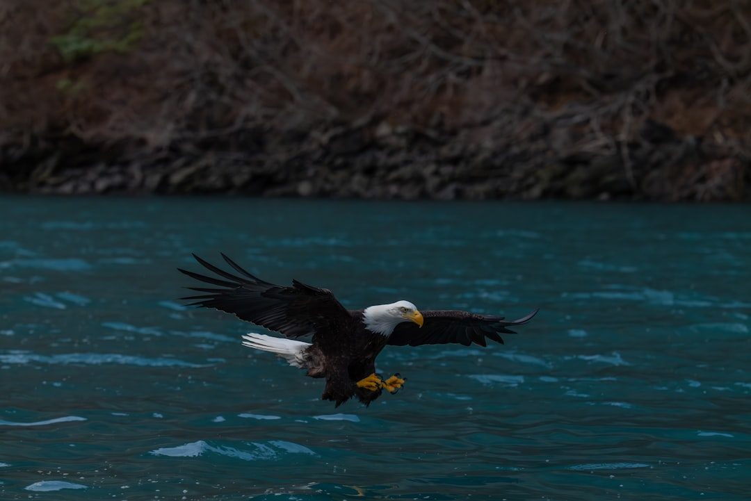 Alaska: The Undisputed Eagle Capital (Image Credits: Unsplash)