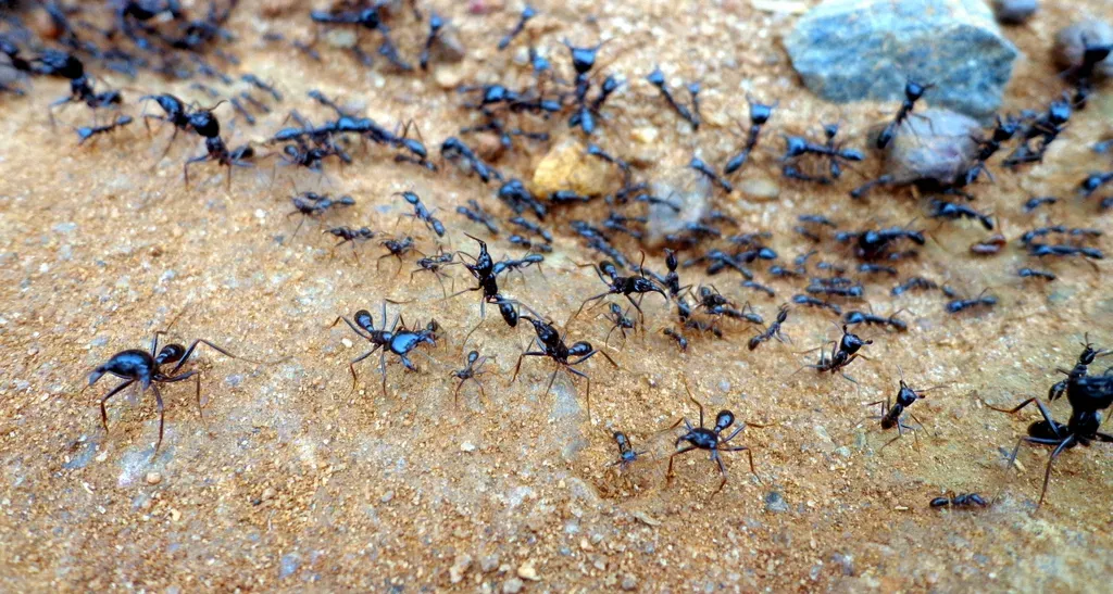 1. Destroy the Trail, Not Just the Ant (dotun55, Flickr, CC BY-SA 2.0)