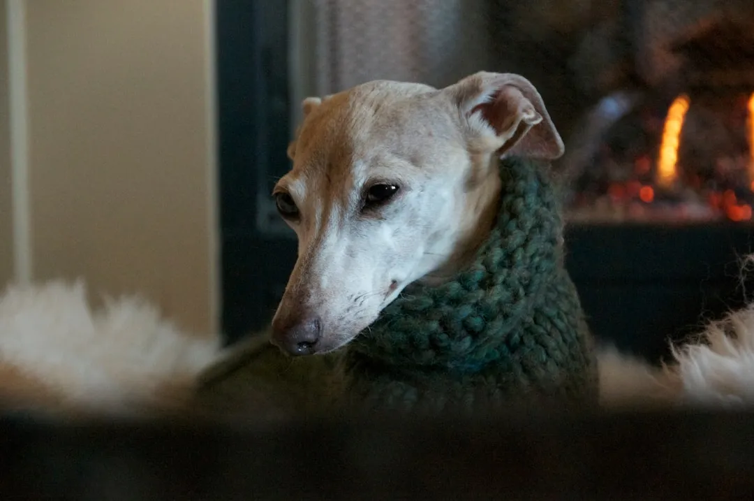 8. Italian Greyhound: Delicate by Nature, Overwhelmed by Noise (Image Credits: Unsplash)