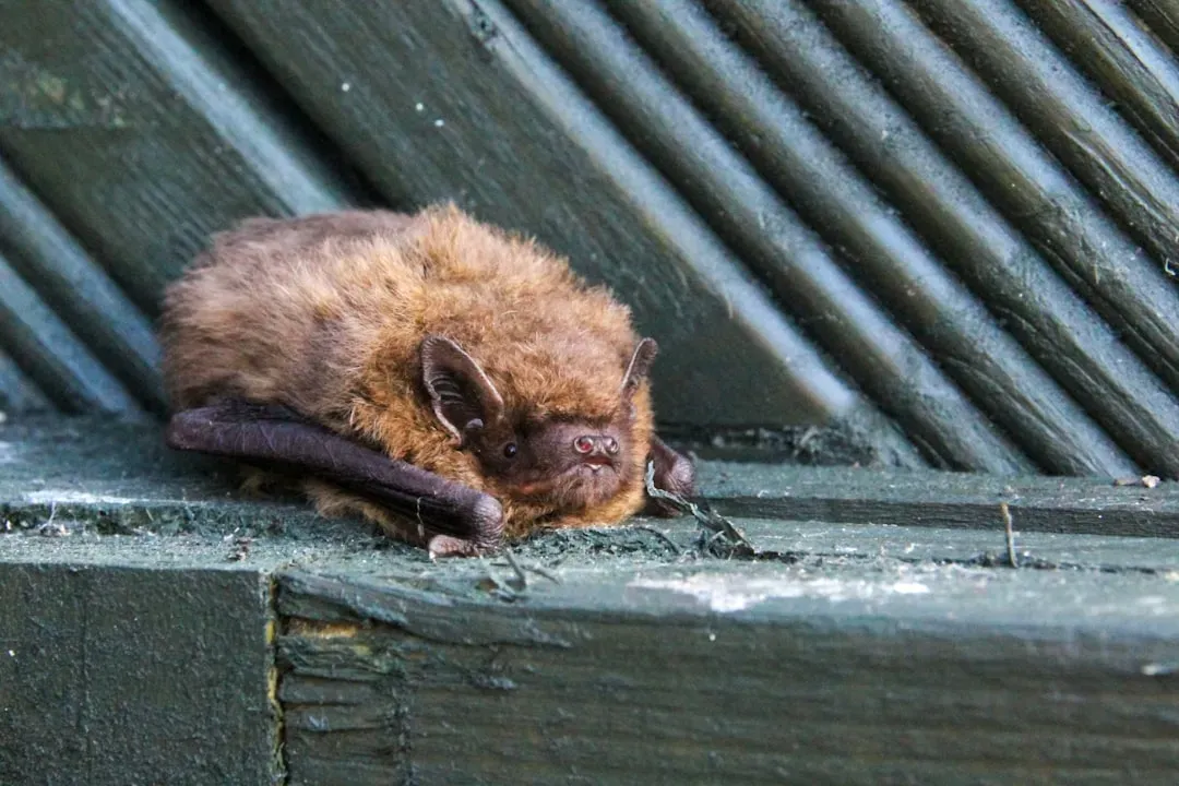 Conclusion: The Hidden Pest Control Team Above Our Heads (Image Credits: Unsplash)