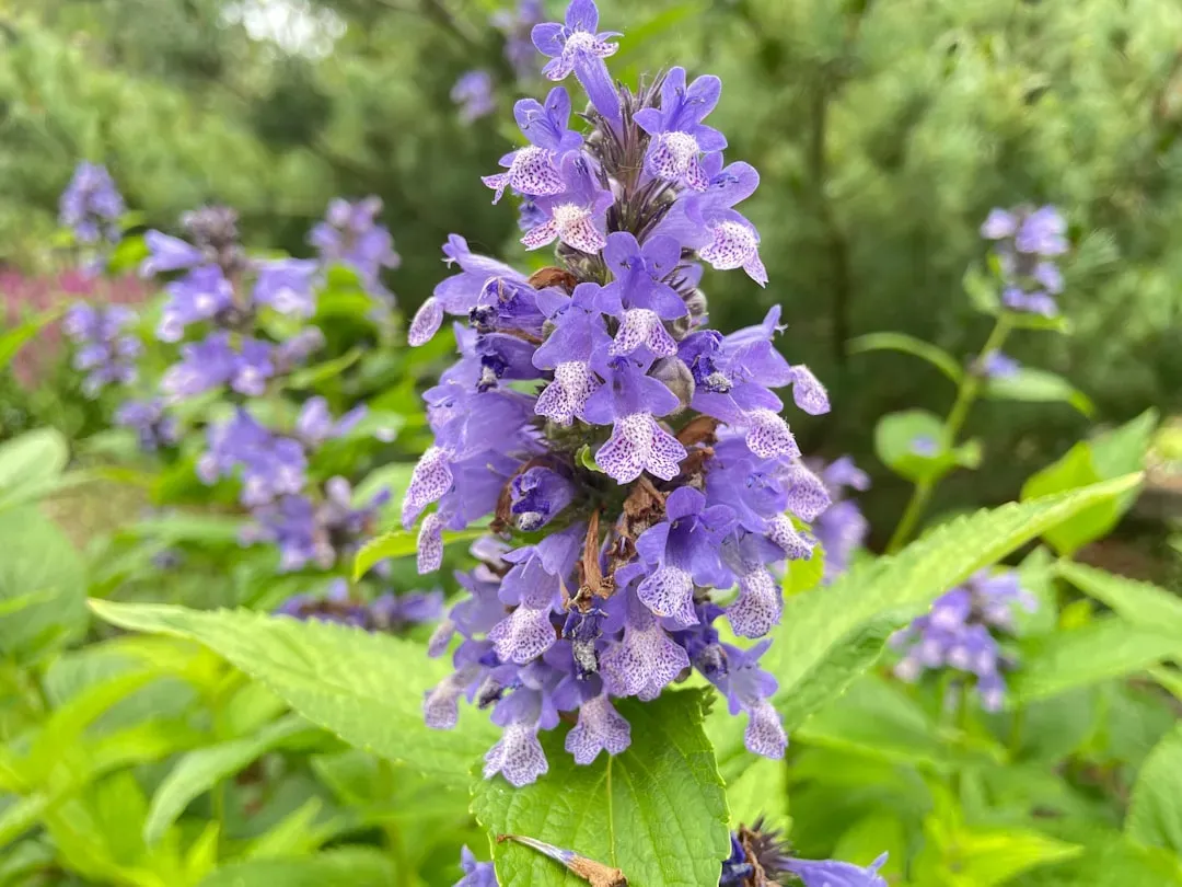 #4. Catmint (Image Credits: Unsplash)