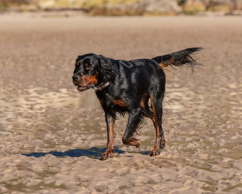 #5 - Gordon Setter (Image Credits: Pexels)