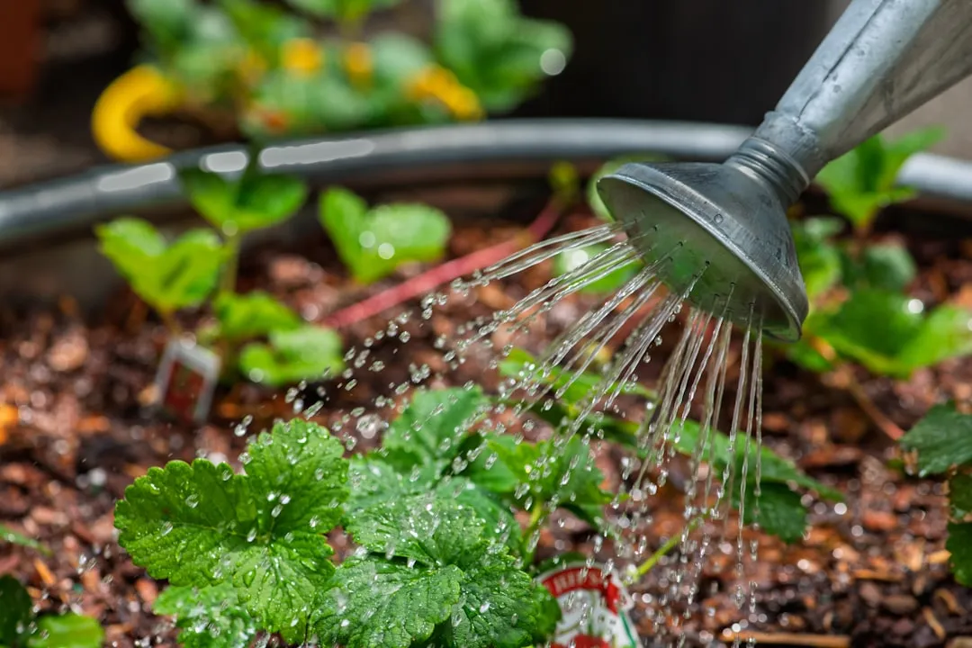 #11 - Underestimating How Much Water a Garden Really Needs (Image Credits: Unsplash)