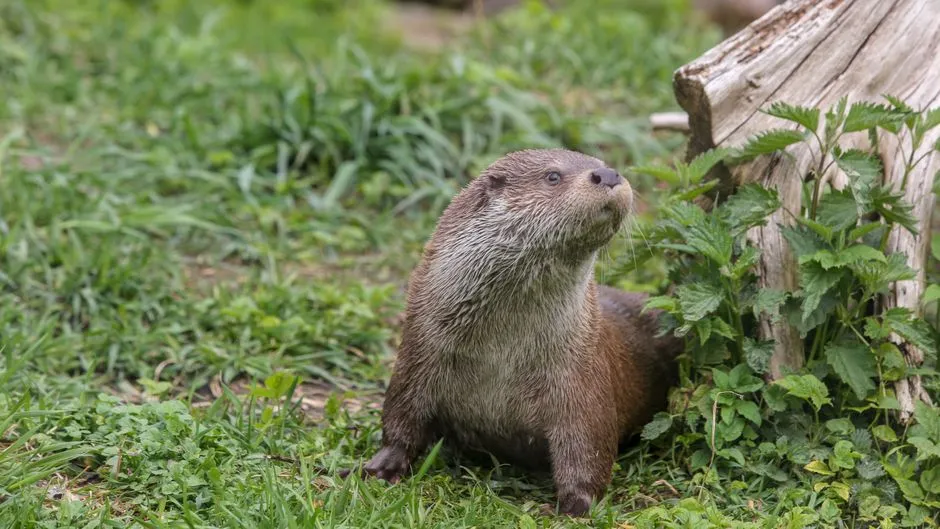 What Biologists Actually Look For Beyond Otters (Image Credits: Pexels)
