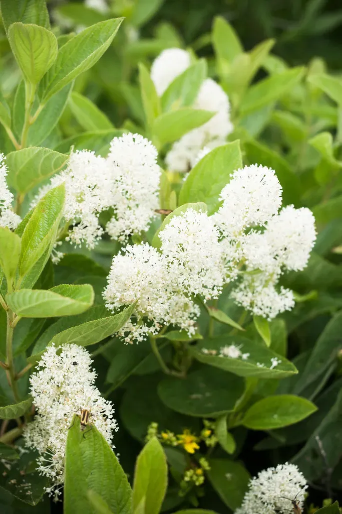 New Jersey Tea (Ceanothus americanus) (jmeissen, Flickr, CC BY-SA 2.0)