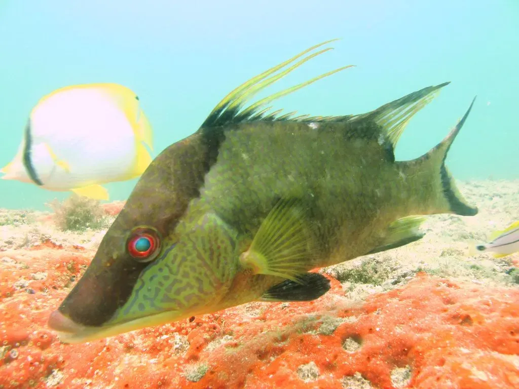 Hogfish: The Sea's Skin-Sensing Shifter (Sim&otilde;es, N.; Zarco Perello, S.; Moreno Mendoza, R. (2014). "Checklist of Fishes from Madagascar Reef, Campeche Bank, M&eacute;xico". Biodiversity Data Journal 2: e1100. DOI:10.3897/BDJ.2.e1100., CC BY 4.0)