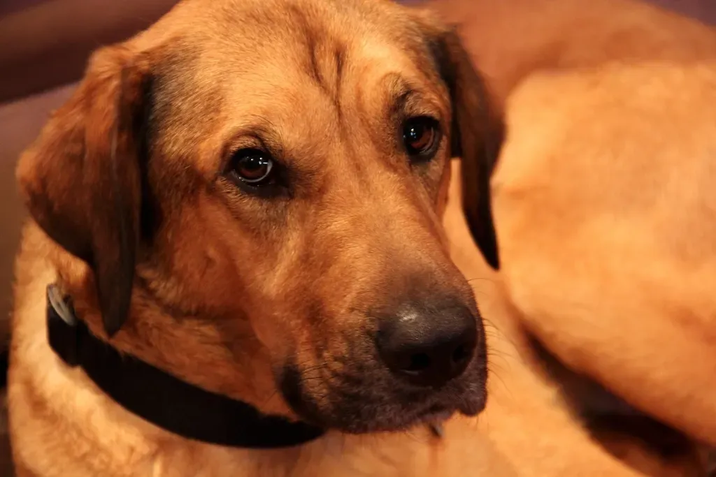 10. Rhodesian Ridgeback (Image Credits: Rawpixel)