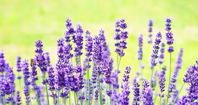 Lavender Oil Offers Pleasant Protection (Image Credits: Flickr)