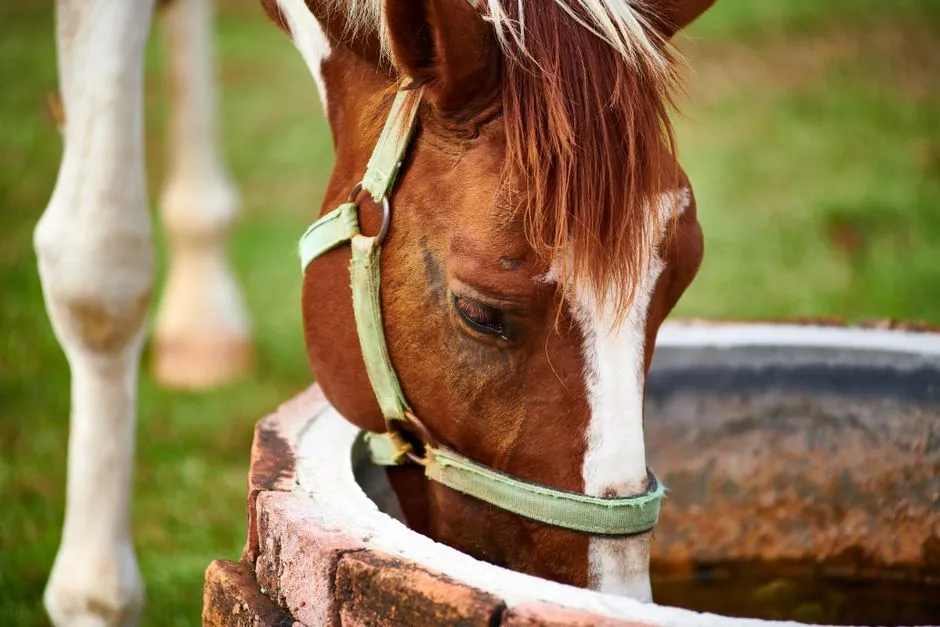 #7 - Changes In Manure, Drinking Or Urination Habits (Image Credits: Pexels)