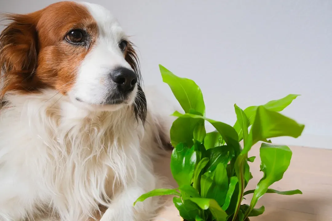 Toxic Plants and Sneaky Garden Chemicals That Can Kill (Image Credits: Unsplash)