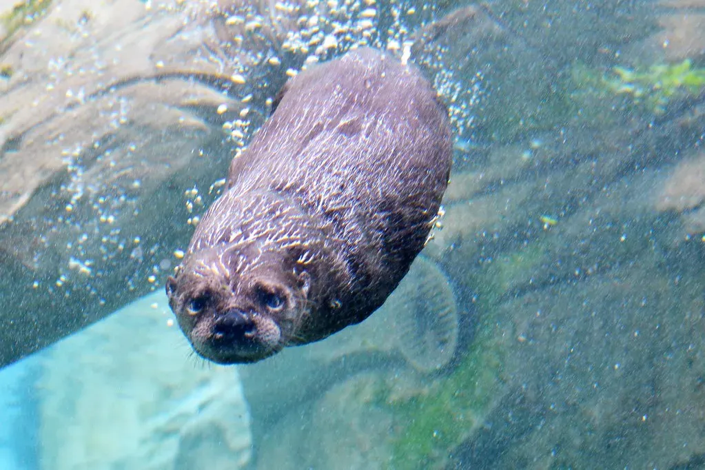 2. They Can Hold Their Breath for an Astonishing Amount of Time (MrGuilt, Flickr, CC BY 2.0)