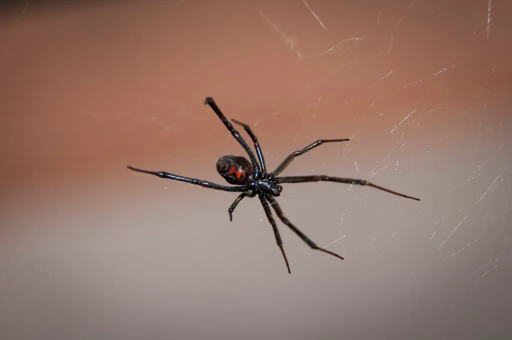 11. The Northern Black Widow Spider: Venom in the Woodpile (Image Credits: Flickr)