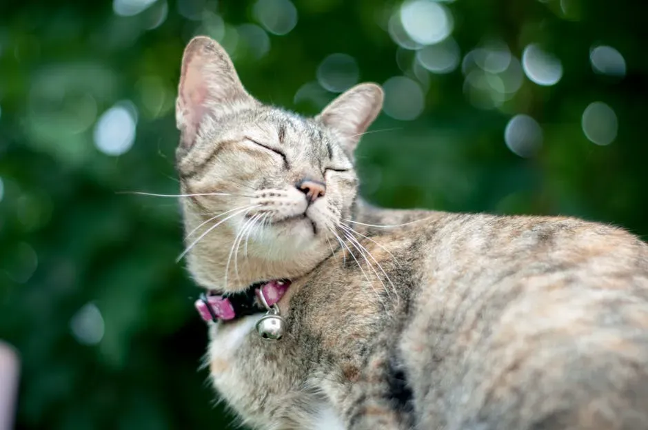 Use Pheromone Products Strategically (Image Credits: Pexels)