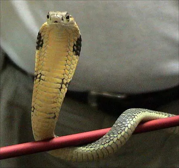 Leo: The King Cobra (Image Credits: Wikimedia)