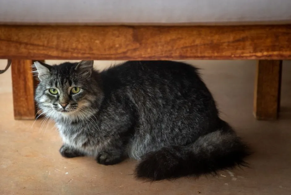 Cancer: The Quiet Emotional Cat-Whisperer (Image Credits: Pexels)